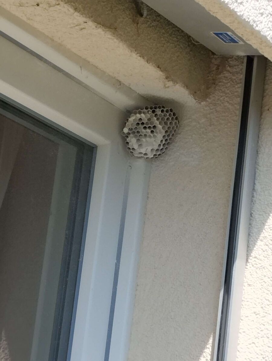  Bienennest entfernen.jpeg