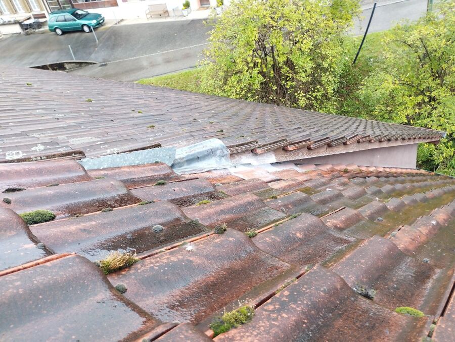 Bienen umsiedeln &  Bienennest entfernen 