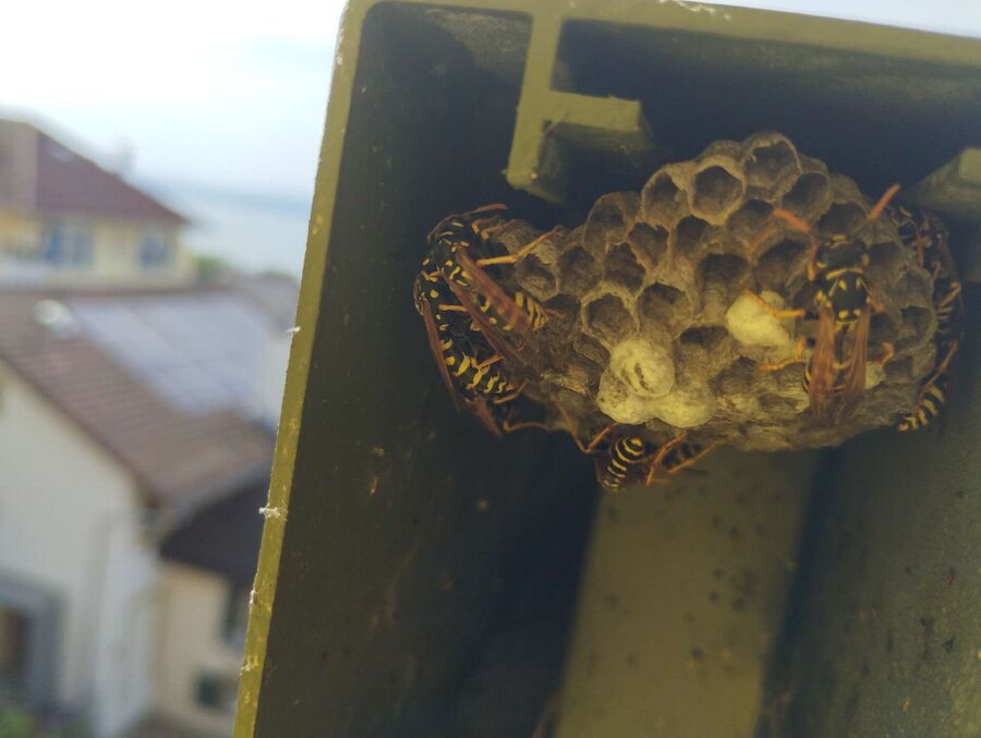 Bienen umsiedeln &  Bienennest entfernen 
