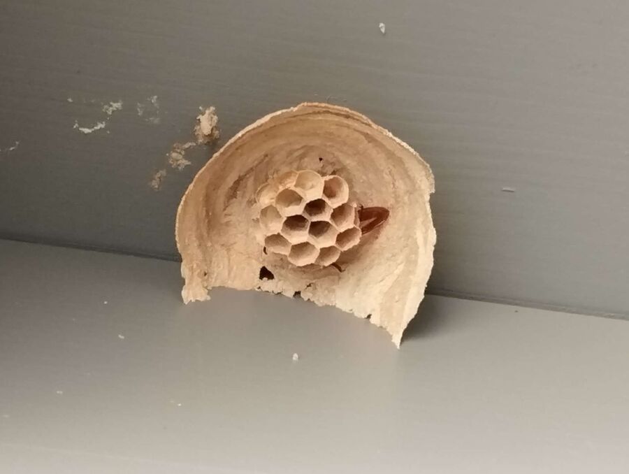  Bienennest entfernen