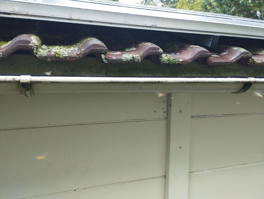  Bienennest entfernen.jpeg