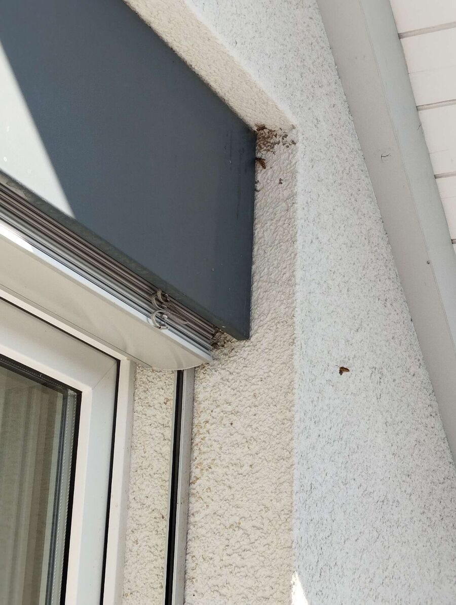 bienennest-am-haus-entfernen.jpg