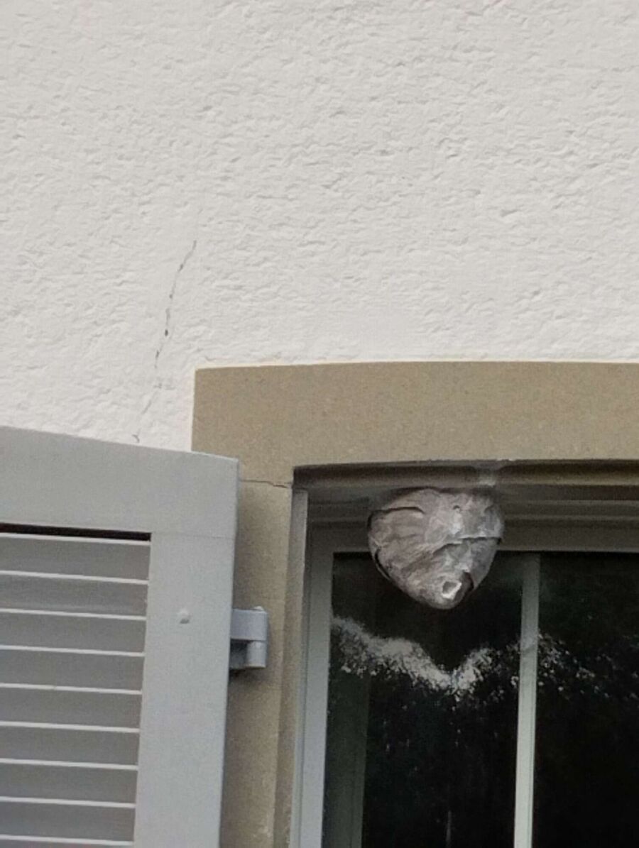  Bienennest entfernen.jpeg