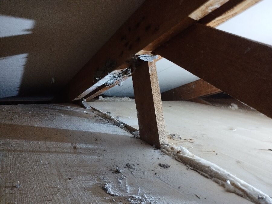  Bienennest entfernen