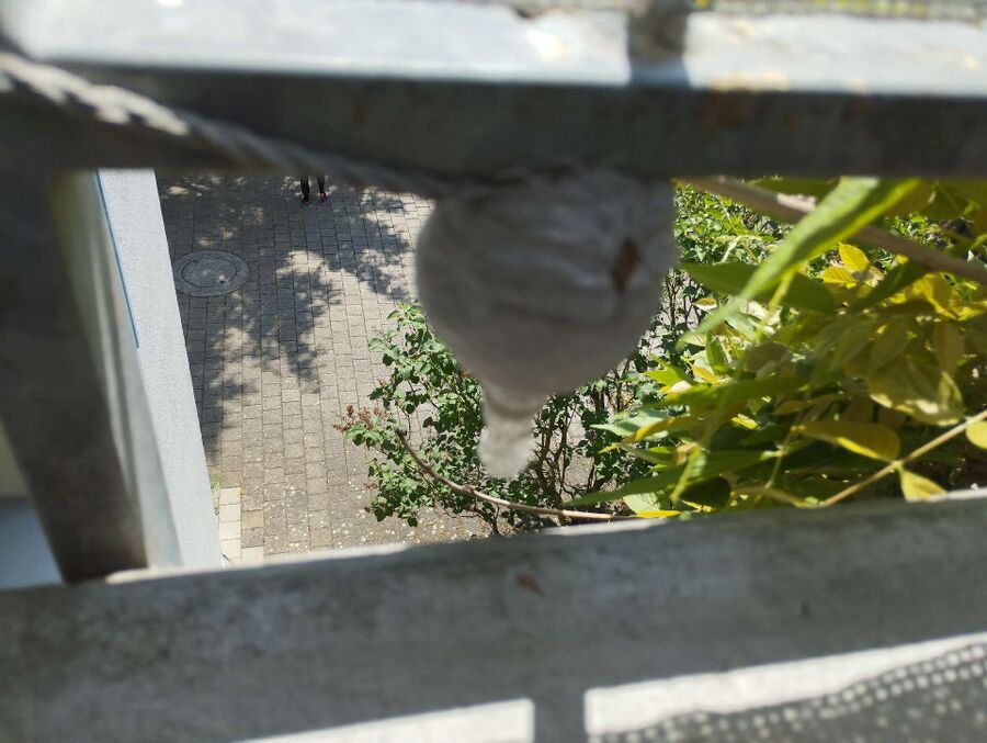  Bienennest entfernen