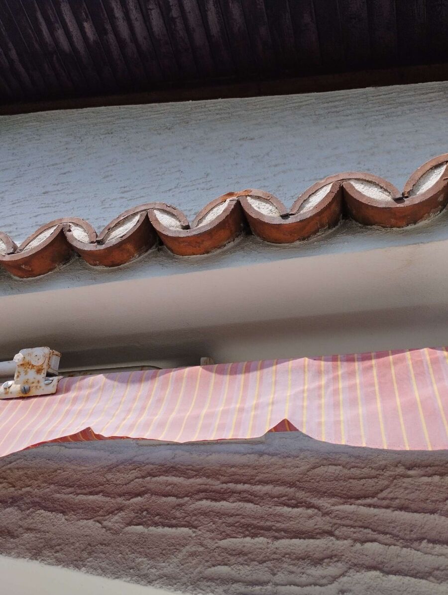 Bienen umsiedeln &  Bienennest entfernen 