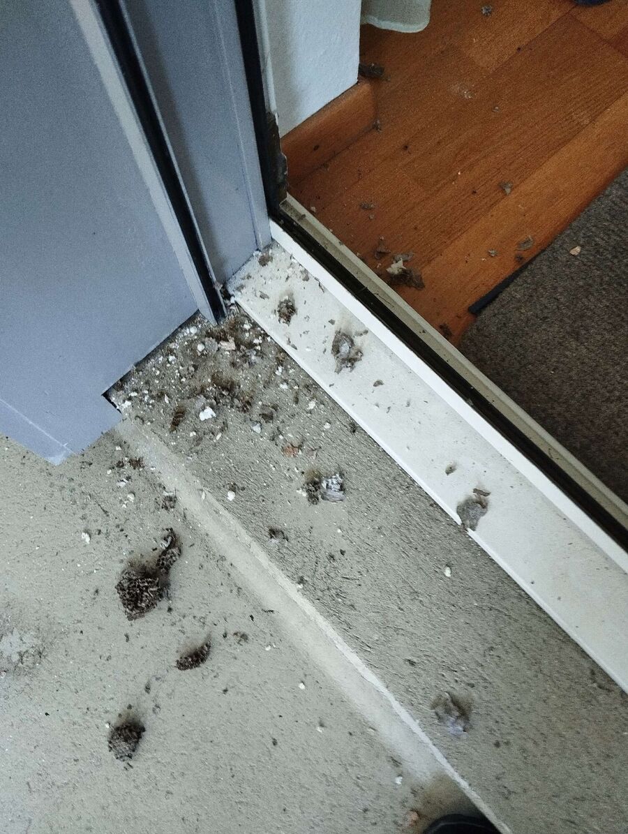  Bienennest entfernen