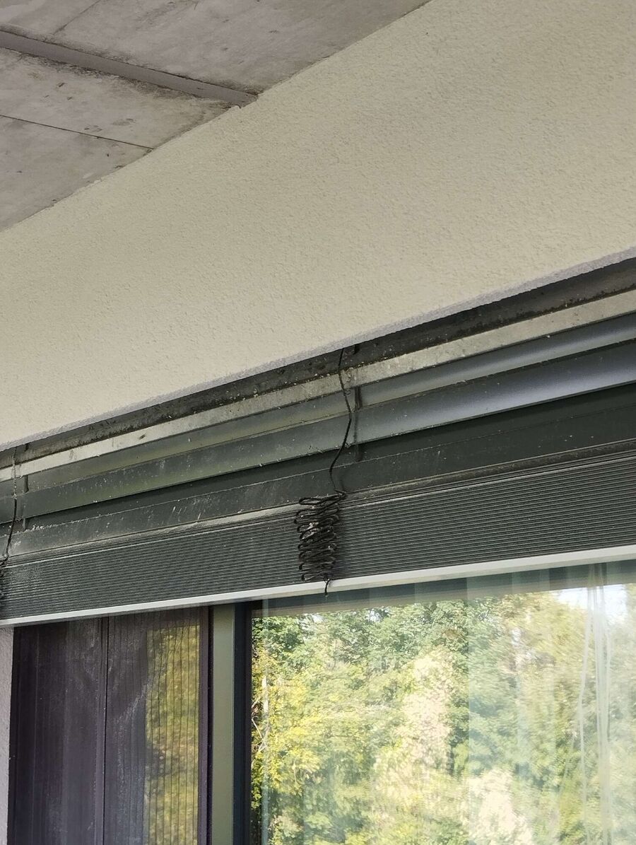 Bienen umsiedeln &  Bienennest entfernen 