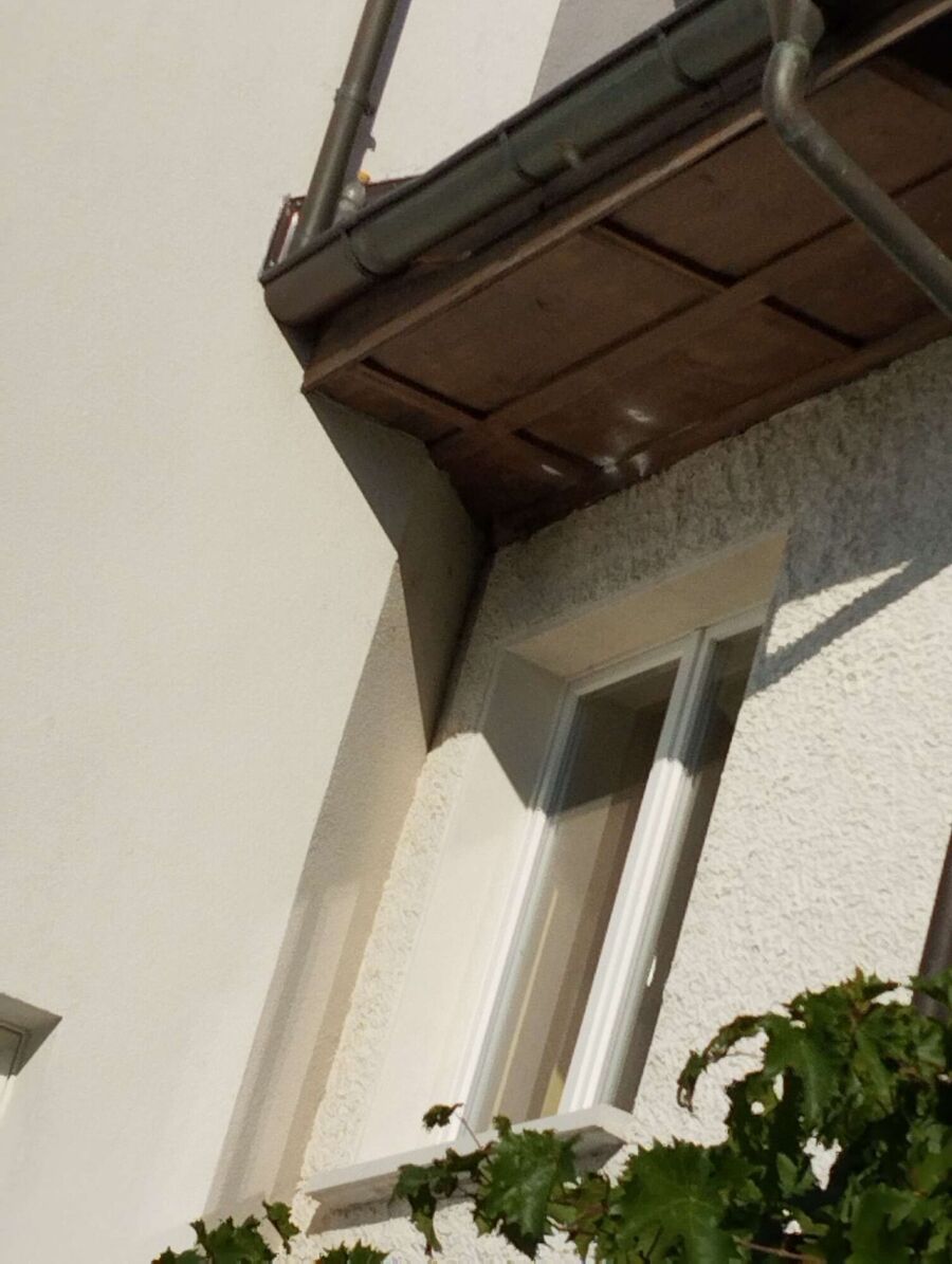  Bienennest entfernen