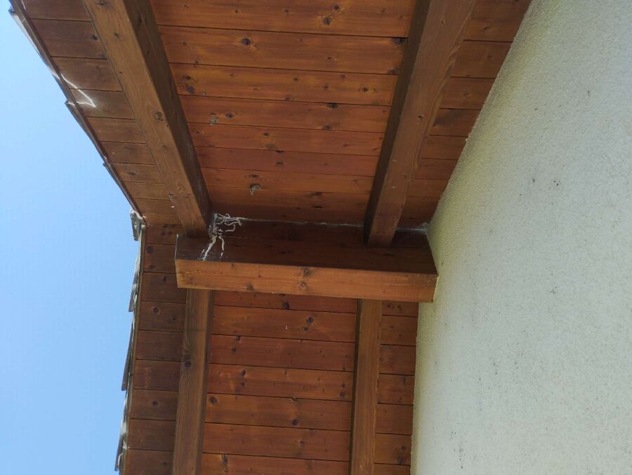 Bienen umsiedeln &  Bienennest entfernen 