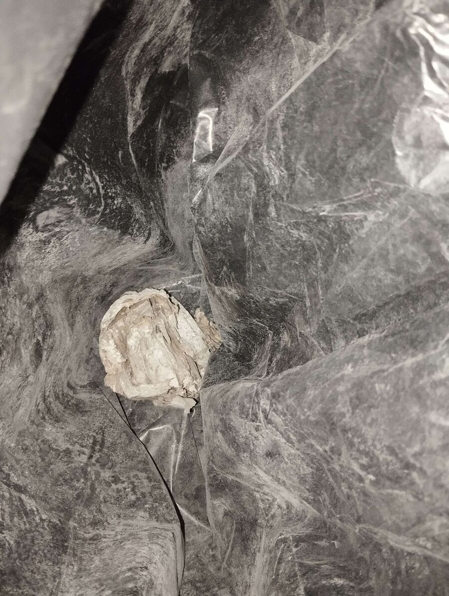 Bienen umsiedeln &  Bienennest entfernen 