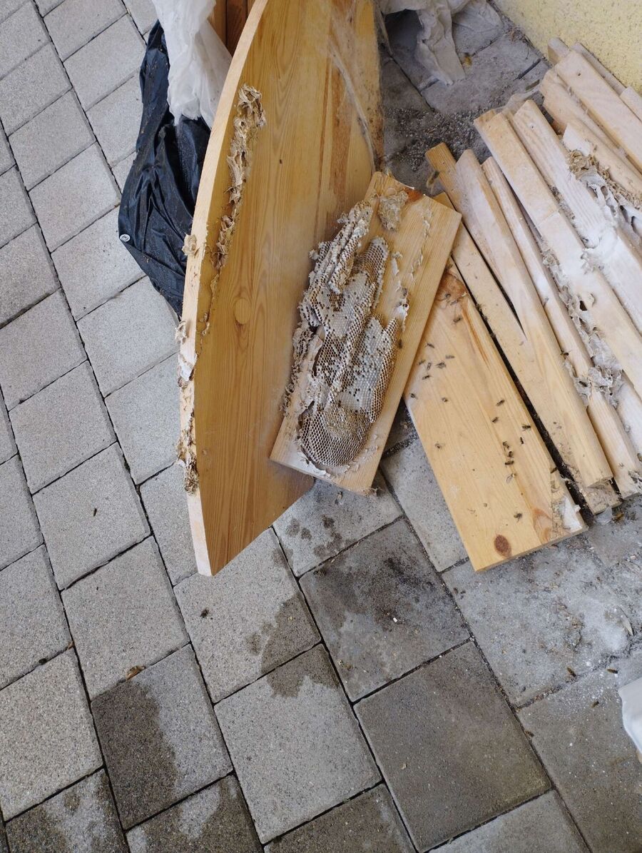 Bienen umsiedeln &  Bienennest entfernen 