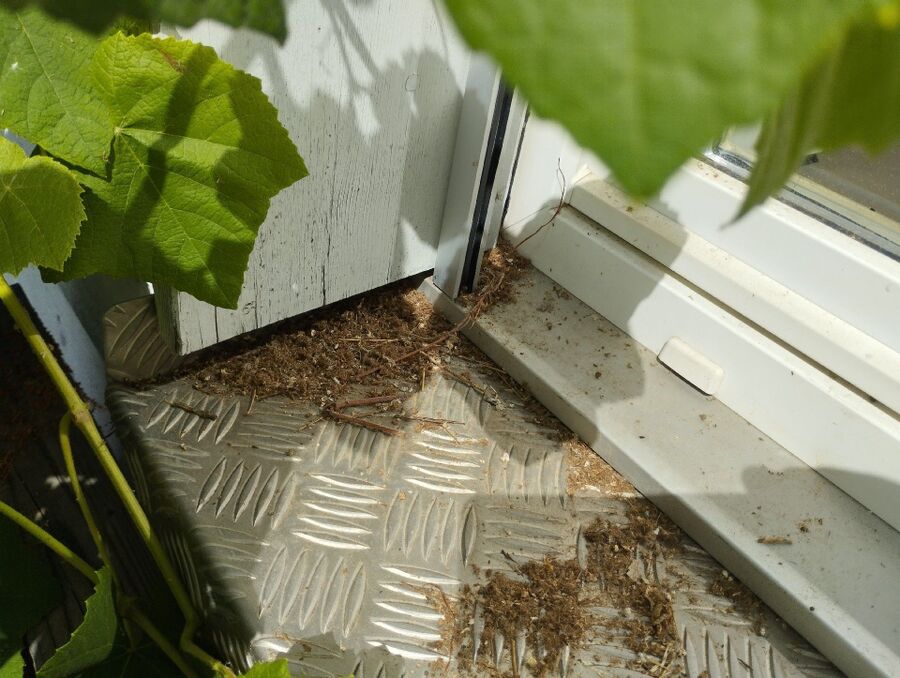 Bienen umsiedeln &  Bienennest entfernen 