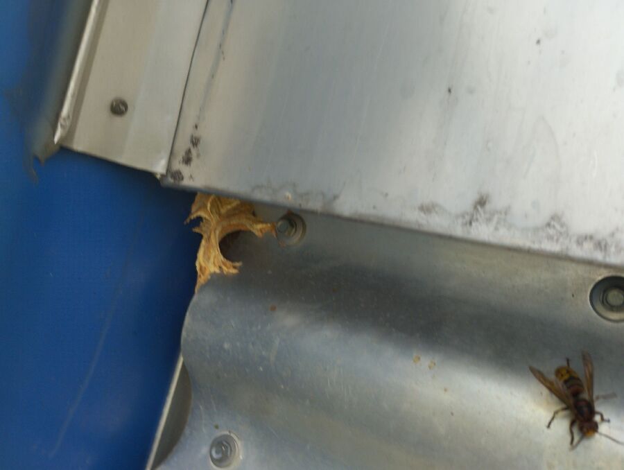 Bienen umsiedeln &  Bienennest entfernen 