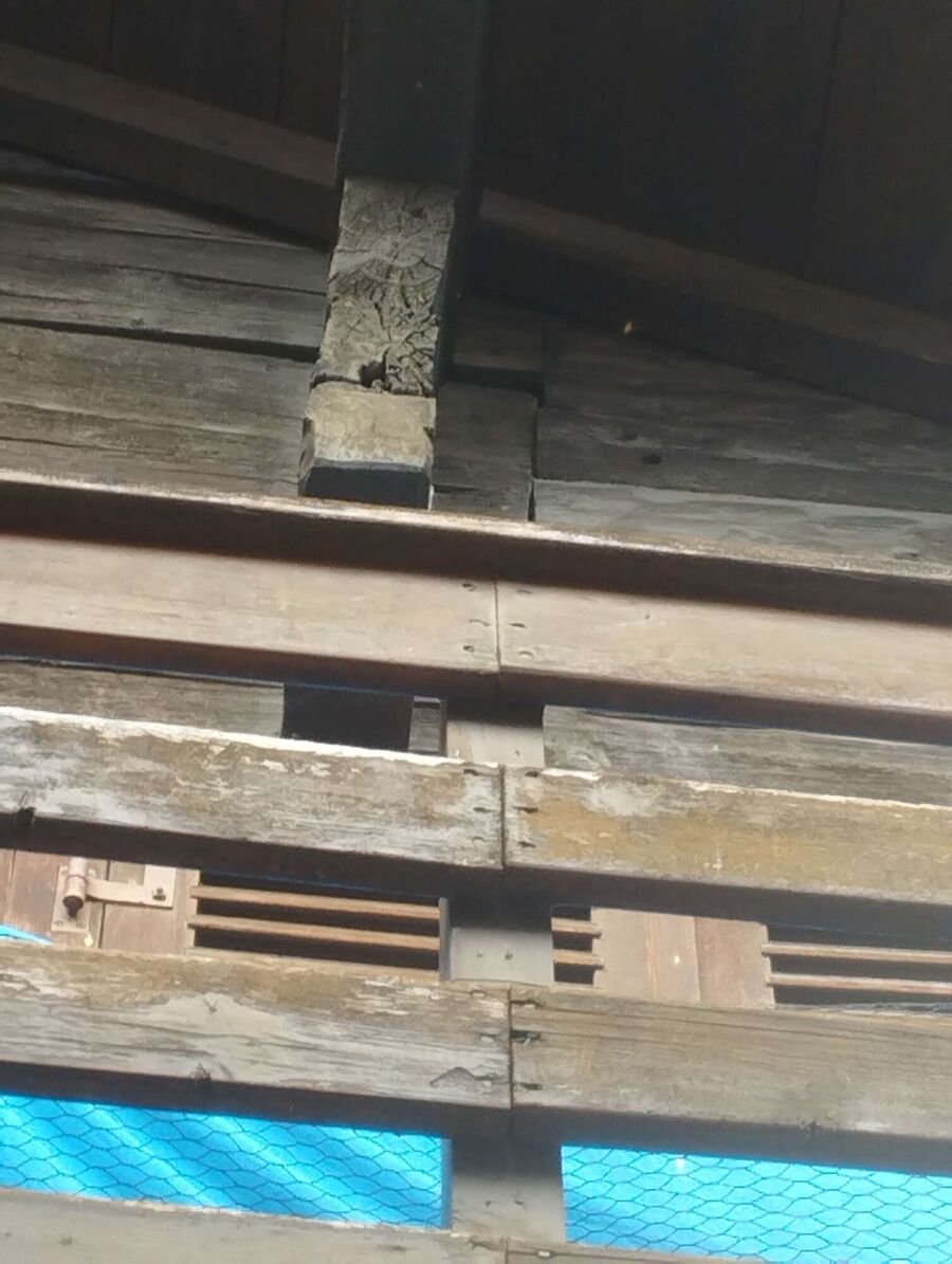  Bienennest entfernen