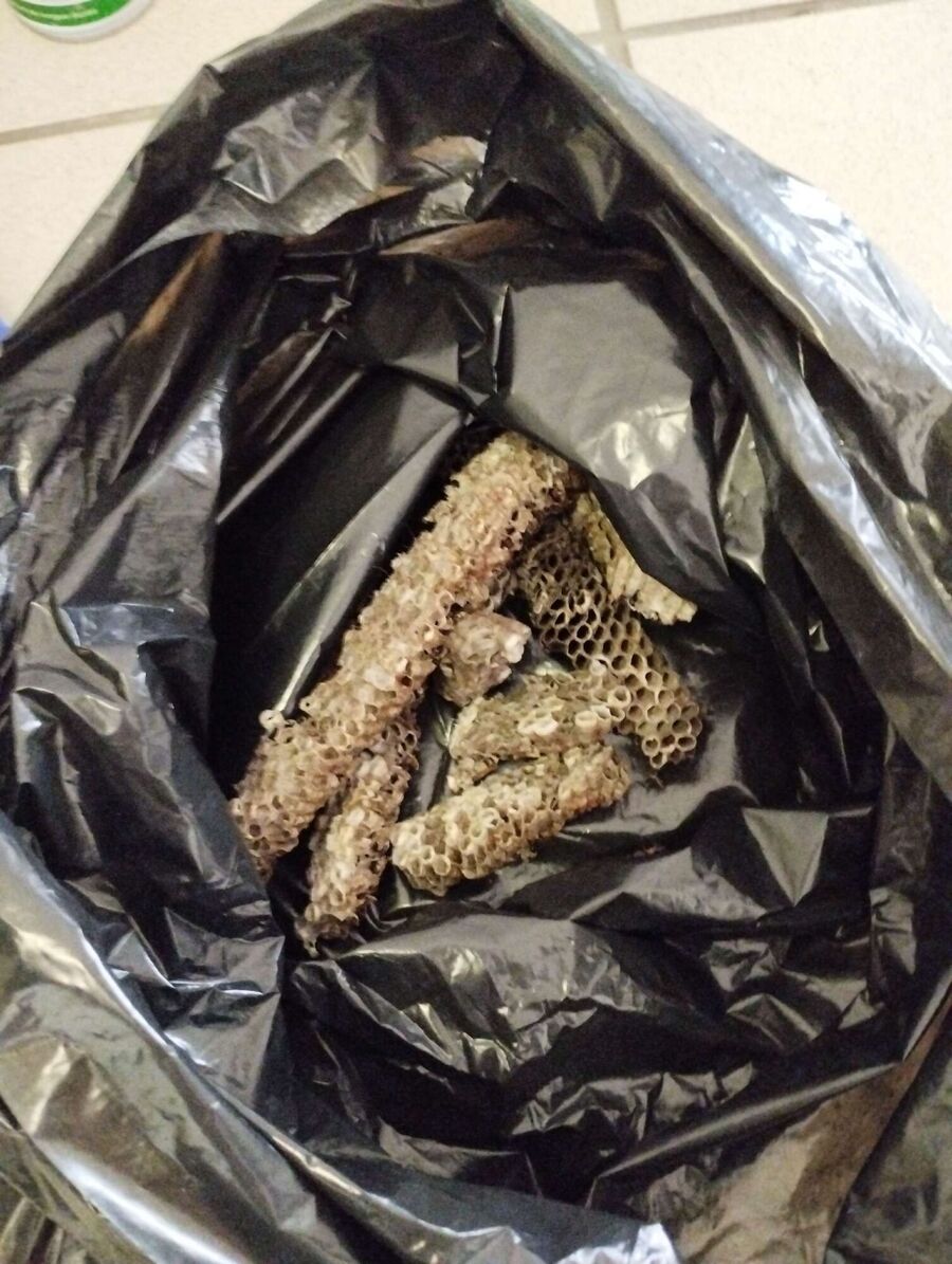  Bienennest entfernen.jpeg
