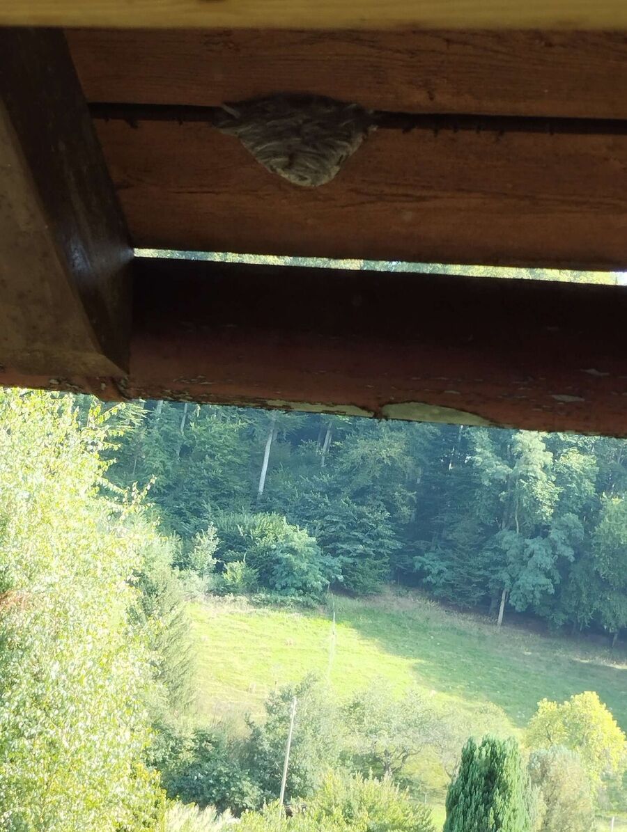  Bienennest entfernen