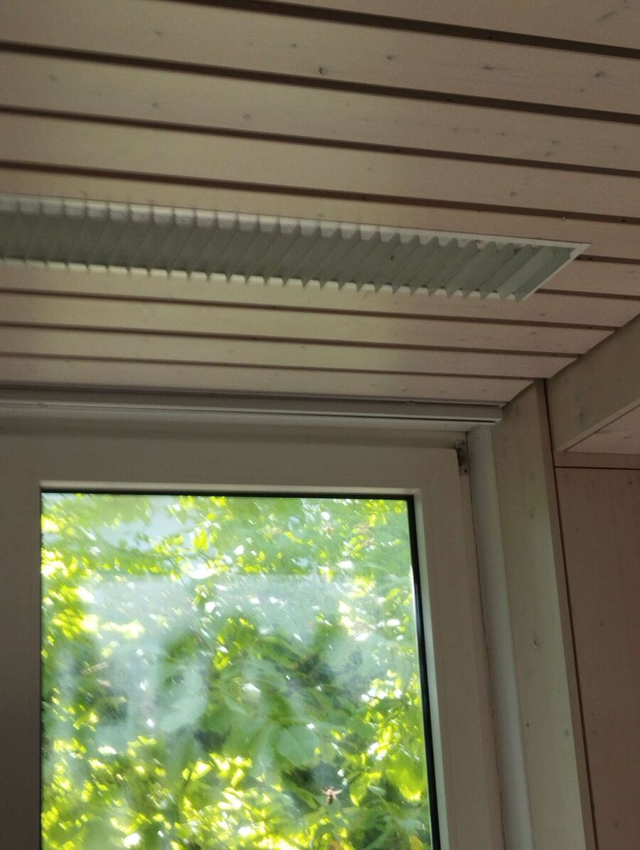 Bienen umsiedeln &  Bienennest entfernen 