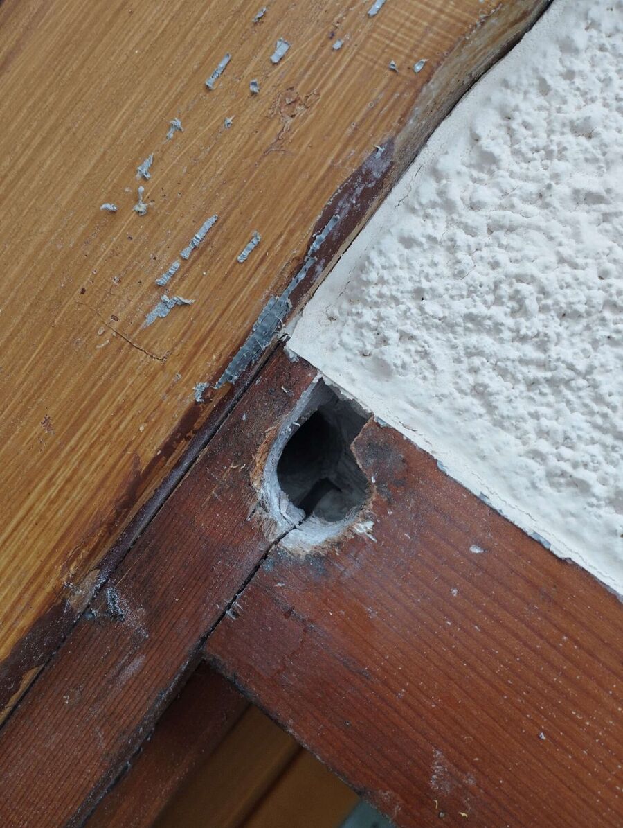  Bienennest entfernen