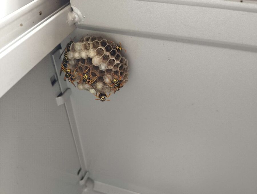 Bienen umsiedeln &  Bienennest entfernen 