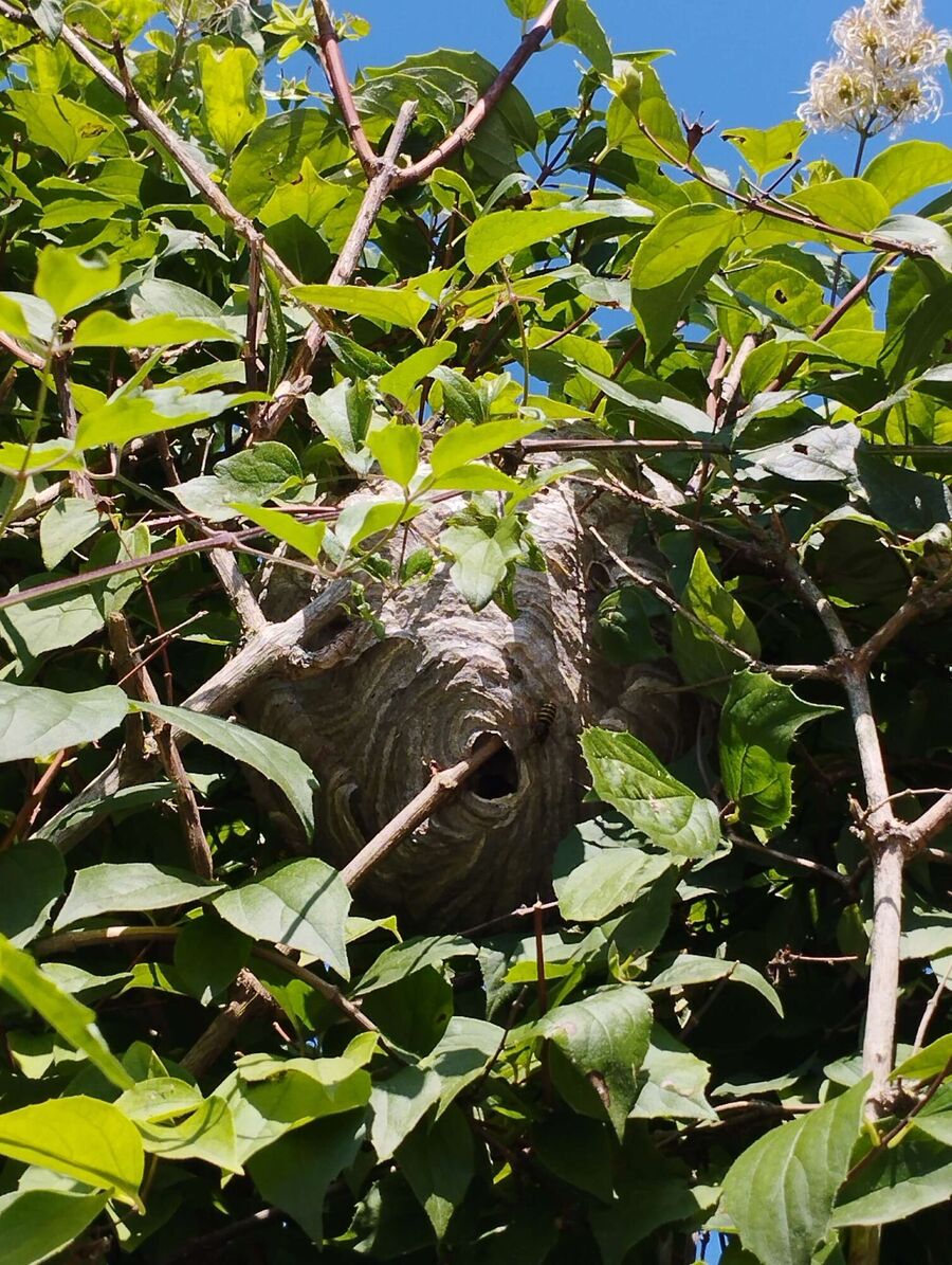  Bienennest entfernen
