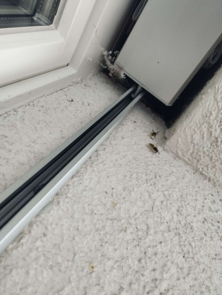 Bienen umsiedeln &  Bienennest entfernen 