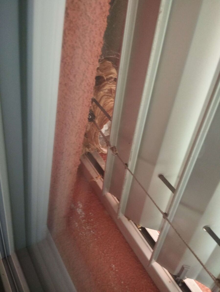  Bienennest entfernen