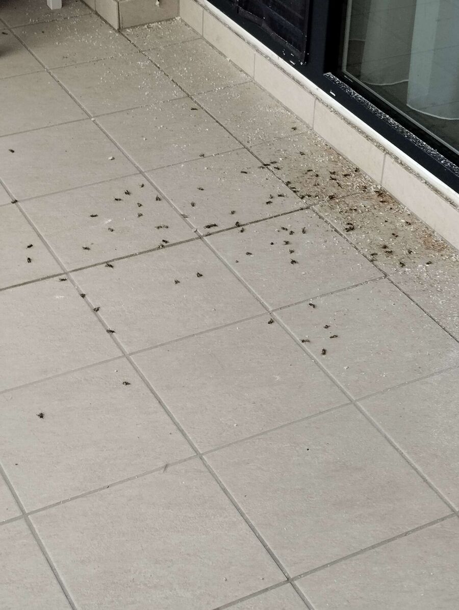  Bienennest entfernen.jpeg