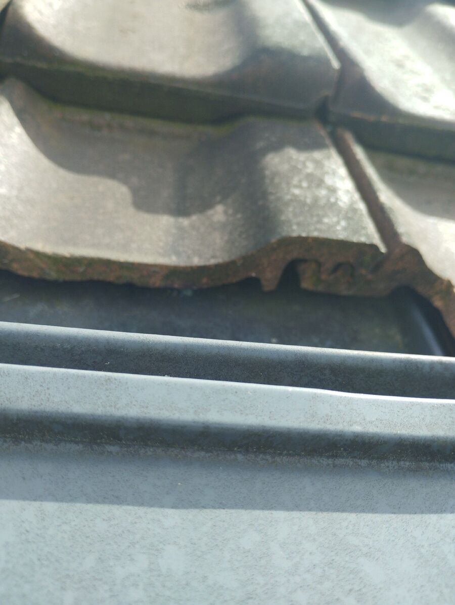  Bienennest entfernen