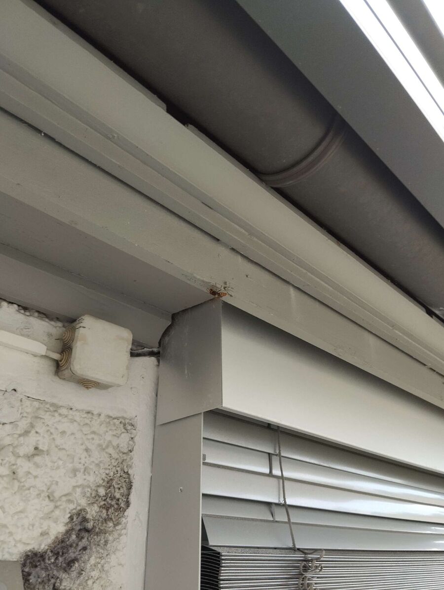  Bienennest entfernen.jpeg