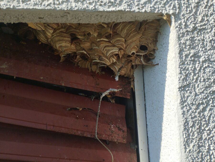 Bienen umsiedeln &  Bienennest entfernen 