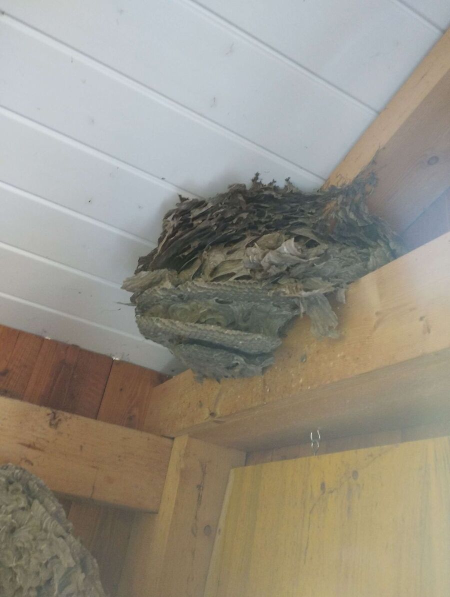 bienennest-am-haus-entfernen.jpg
