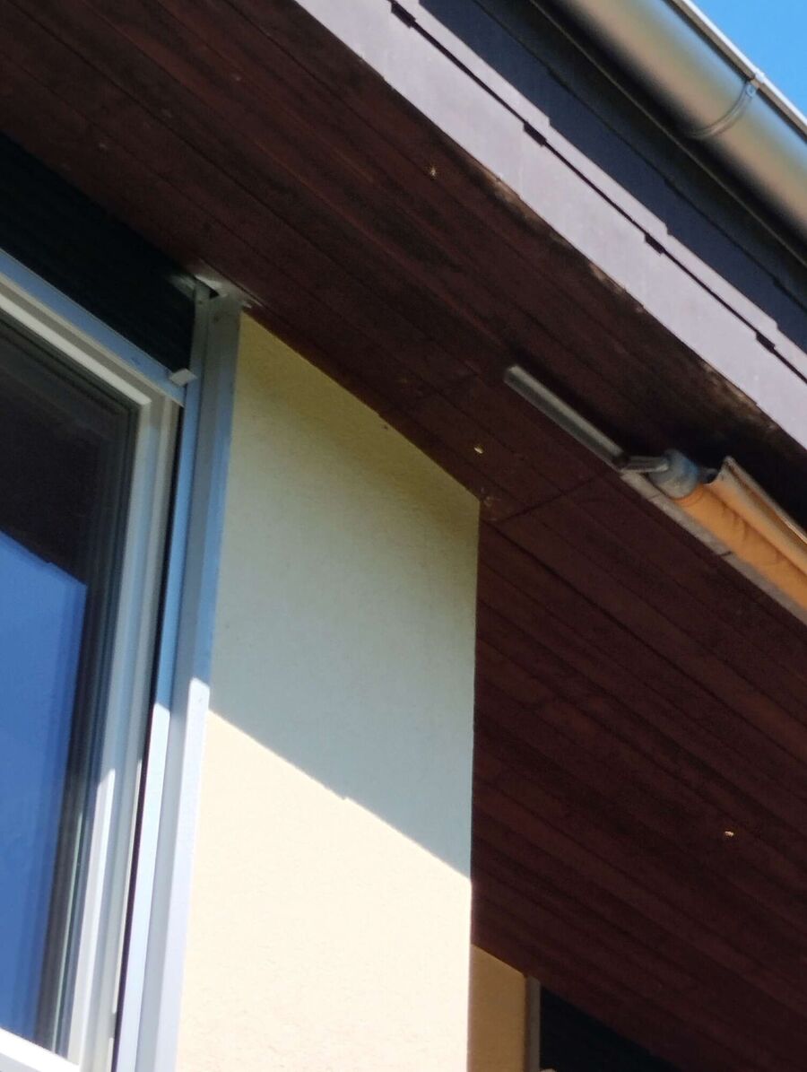 Bienen umsiedeln &  Bienennest entfernen 