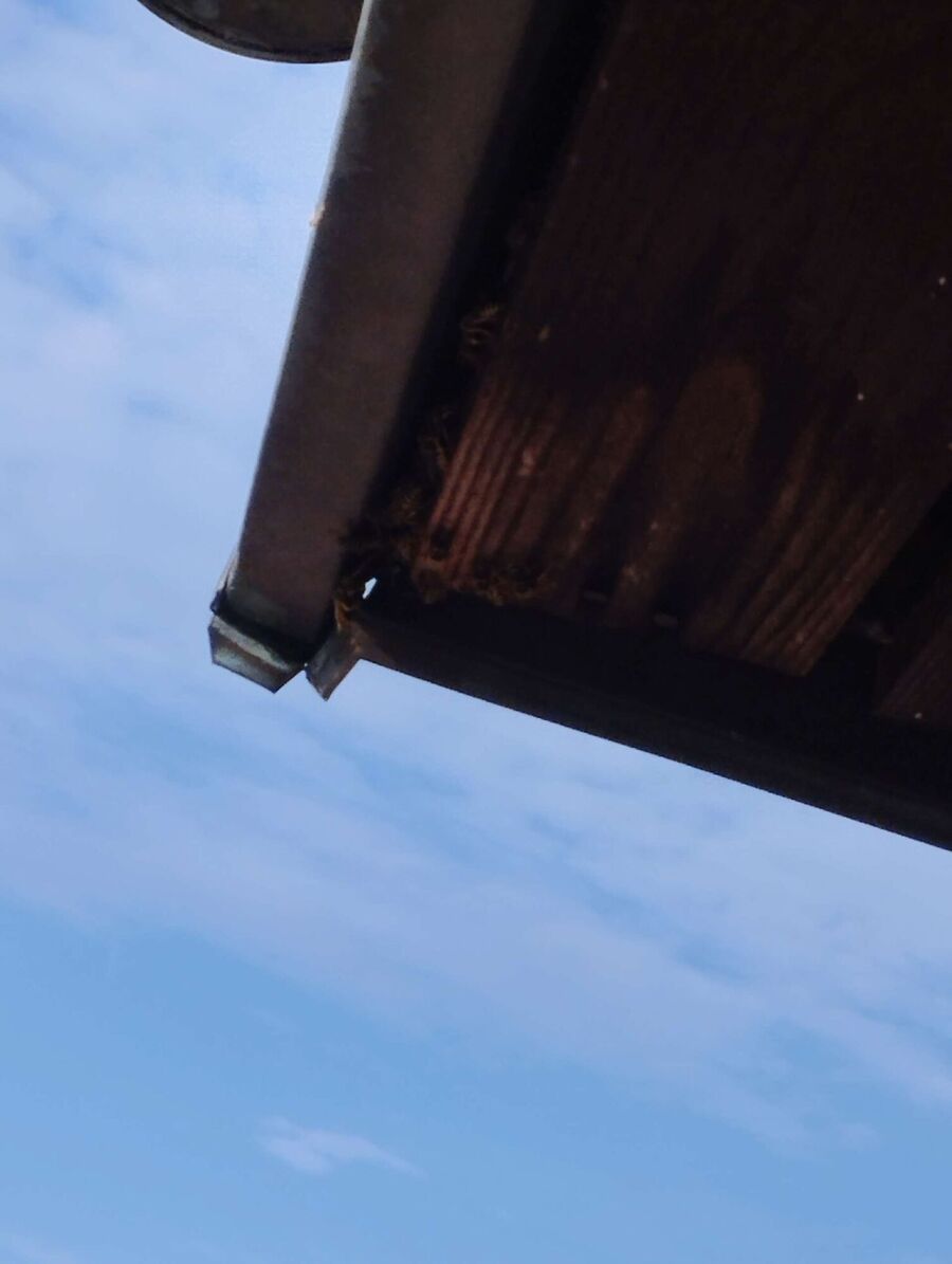 bienennest-am-haus-entfernen.jpg