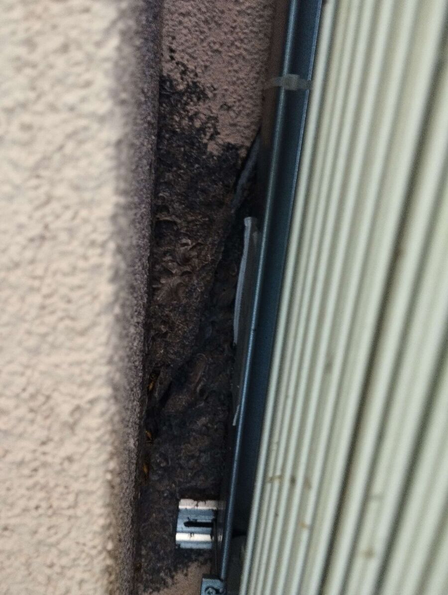  Bienennest entfernen