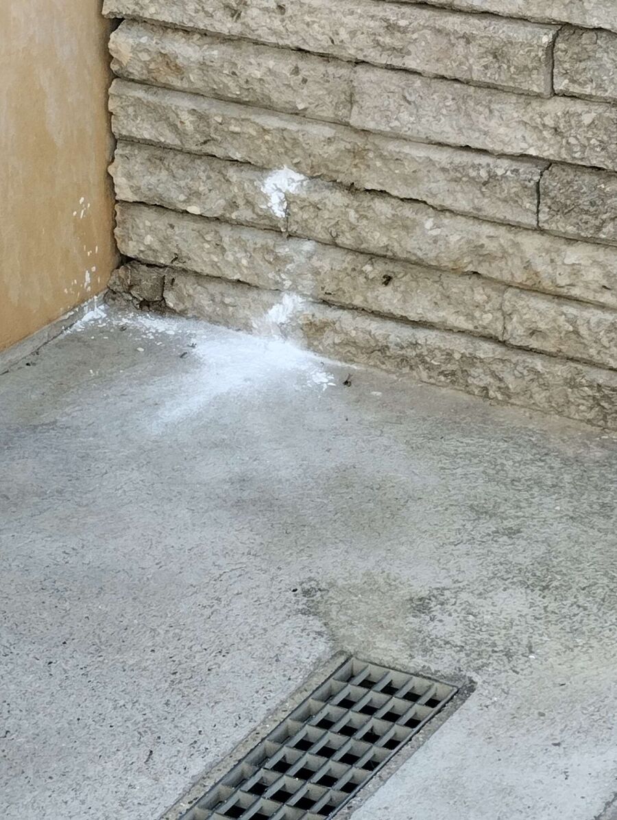  Bienennest entfernen.jpeg