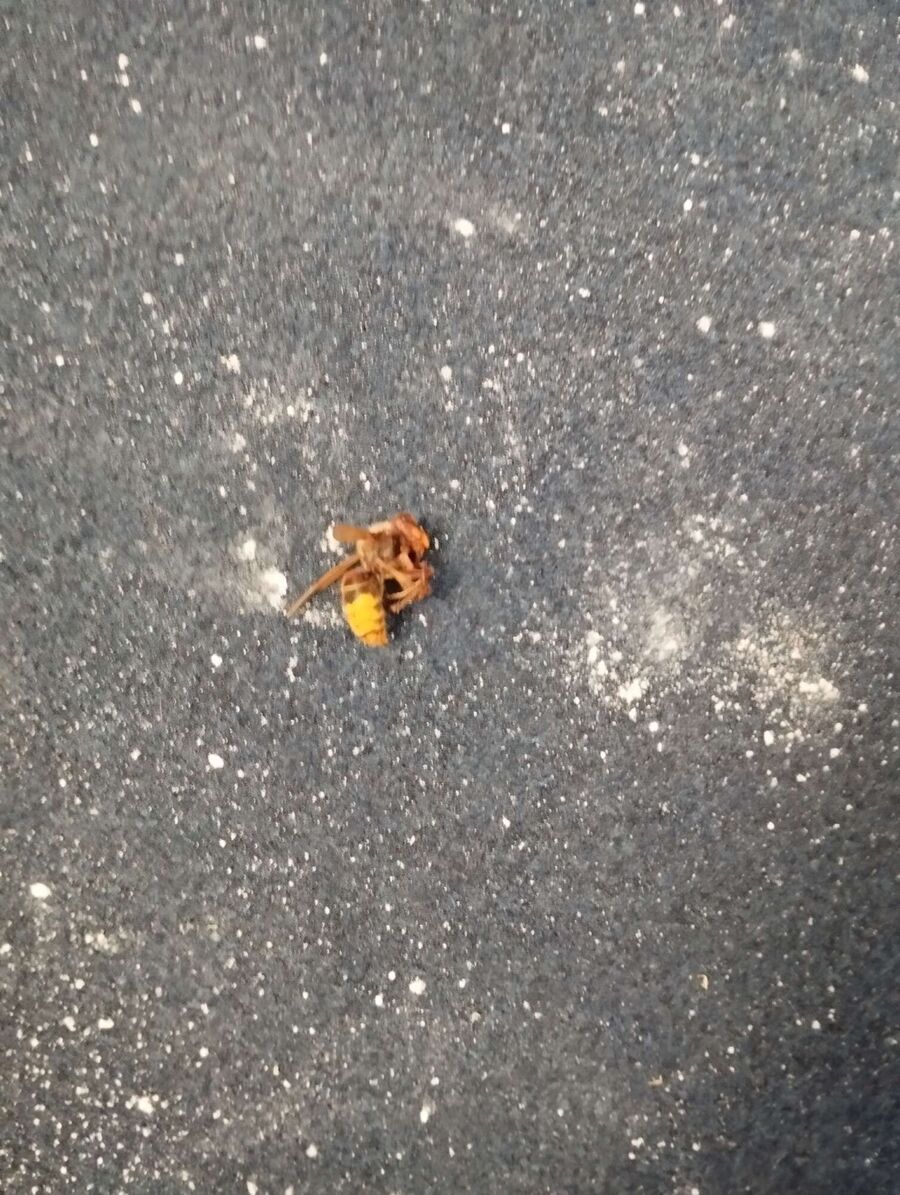  Bienennest entfernen.jpeg