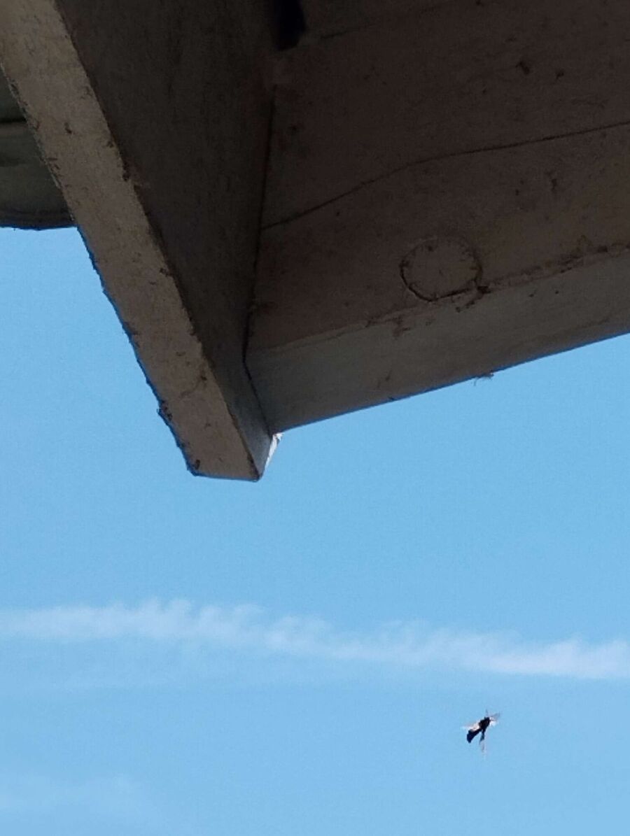 Bienen umsiedeln &  Bienennest entfernen 