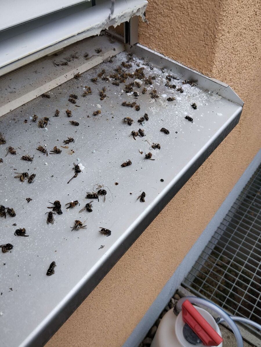  Bienennest entfernen
