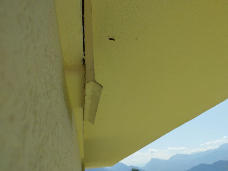  Bienennest entfernen.jpeg