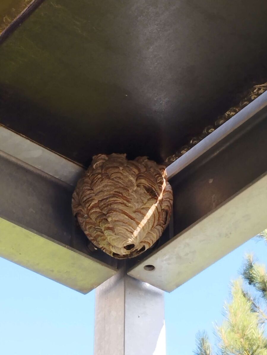 Bienennest entfernen