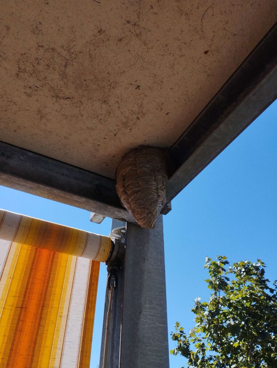  Bienennest entfernen