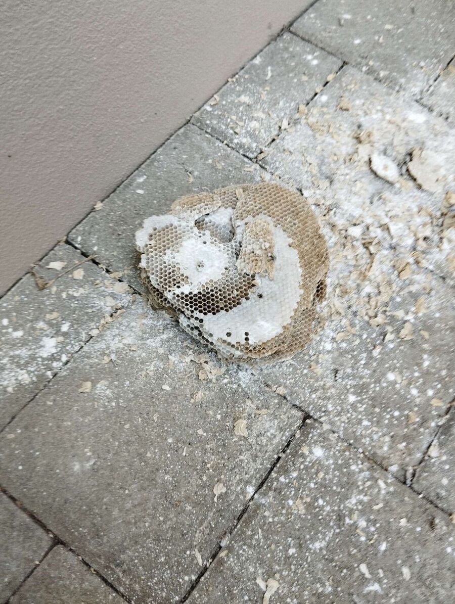  Bienennest entfernen.jpeg