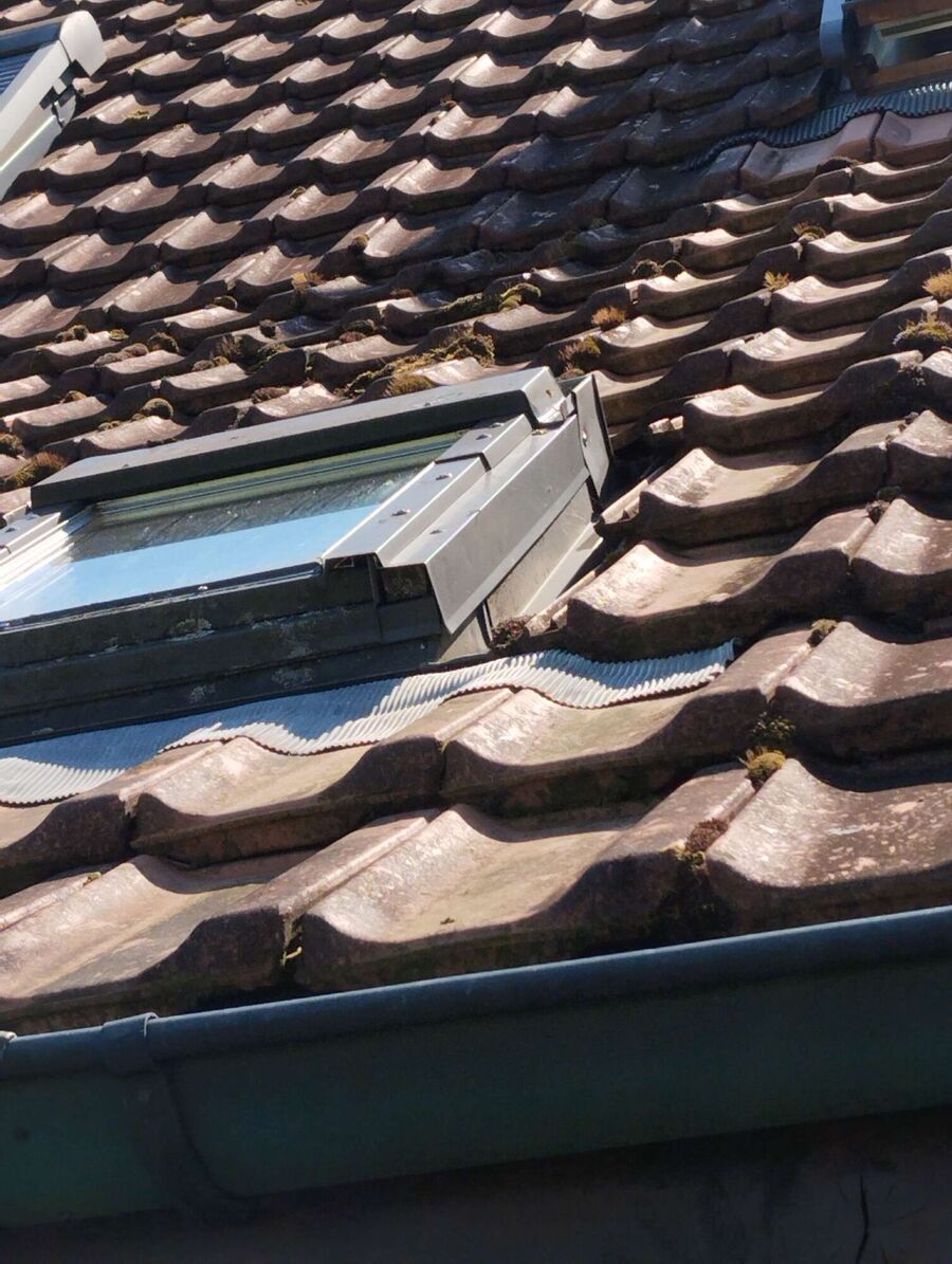 Bienen umsiedeln &  Bienennest entfernen 