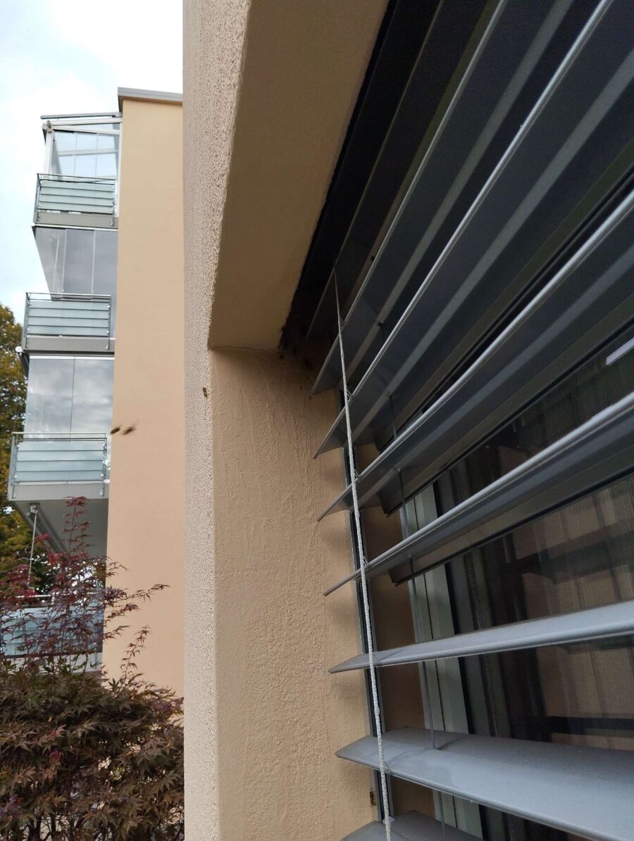 Bienen umsiedeln &  Bienennest entfernen 