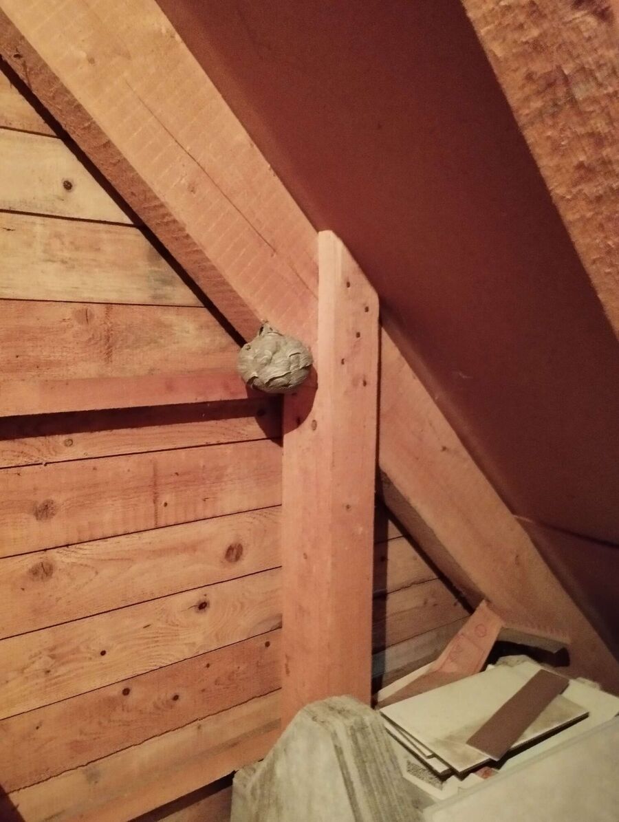  Bienennest entfernen.jpeg