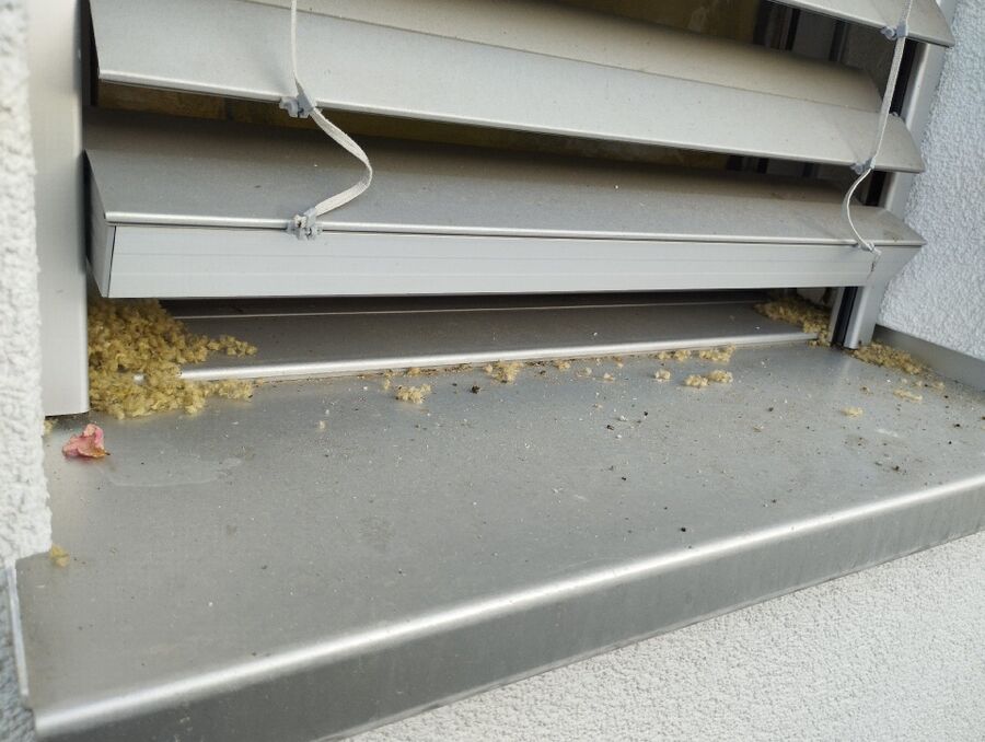 Bienen umsiedeln &  Bienennest entfernen 