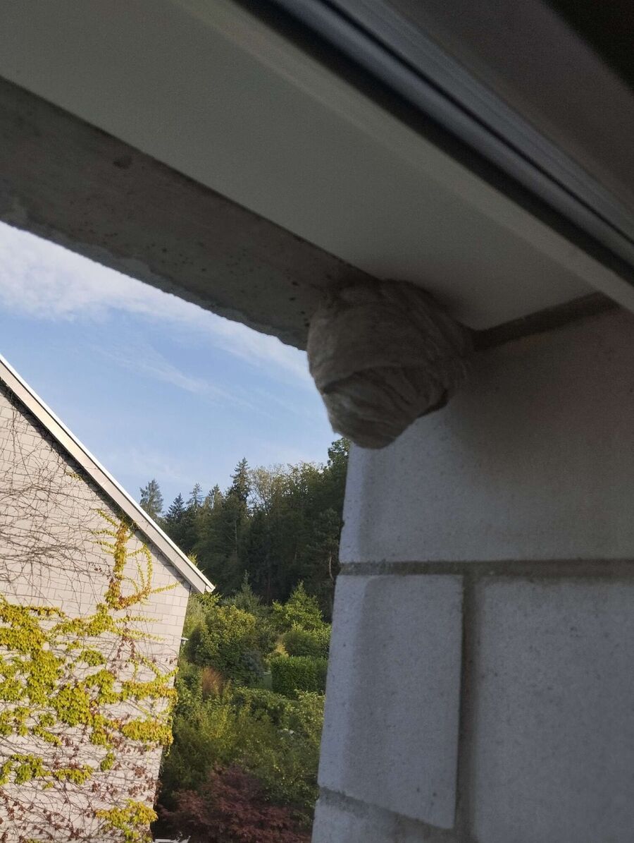 Bienen umsiedeln &  Bienennest entfernen 