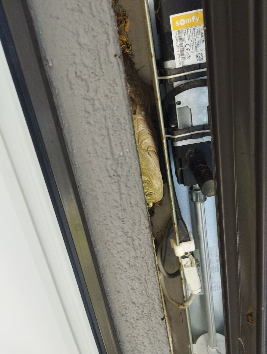 Bienen umsiedeln &  Bienennest entfernen 