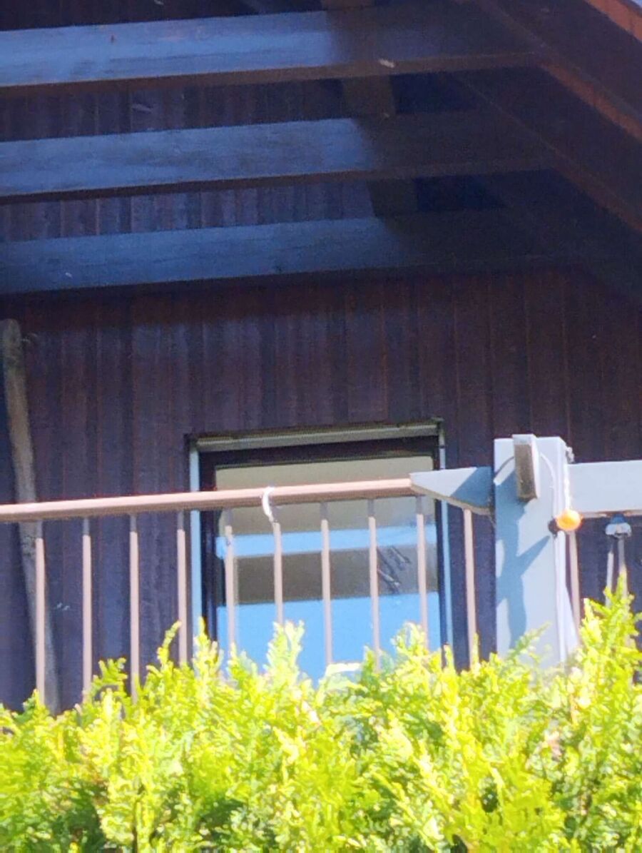  Bienennest entfernen.jpeg